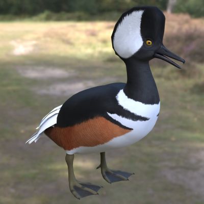 冠顶秋沙鸭棕胁秋沙鸭动物生物