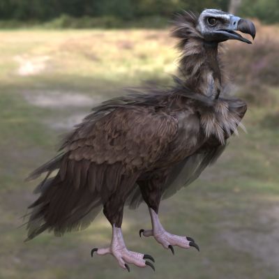 灰秃鹰动物生物