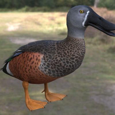 黑顶琵嘴鸭动物生物