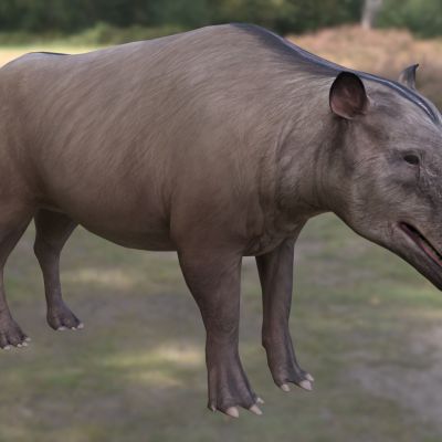 蒙古安德鲁斯兽安氏兽安德鲁斯兽动物生物