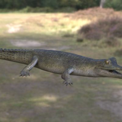 伍德拉克岛海洋鳄鱼动物生物