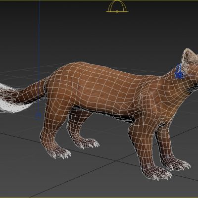 太平洋貂鼠动物生物