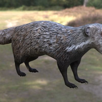 食蟹獴山獾棕蓑猫石獾动物生物