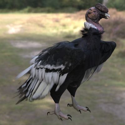 安第斯秃鹰生物动物