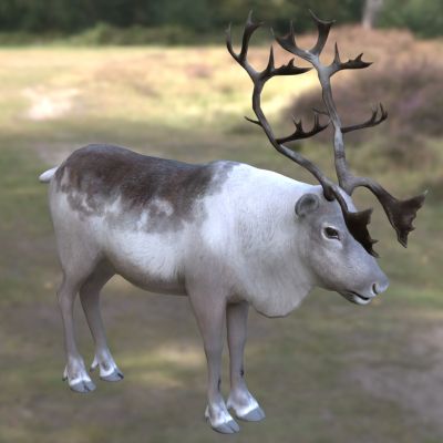皮尔里驯鹿角鹿动物生物