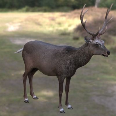 北本州梅花鹿亚种动物生物