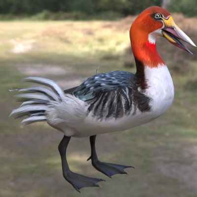 远征维加鸟动物生物