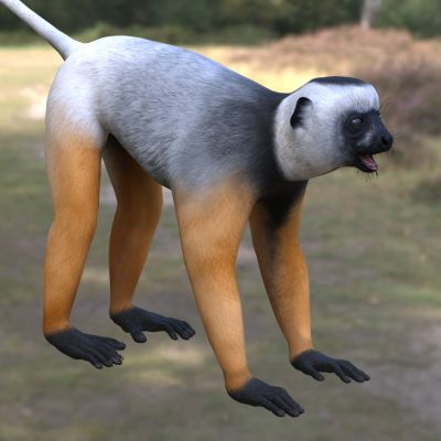 马达加斯加冕狐猴动物生物