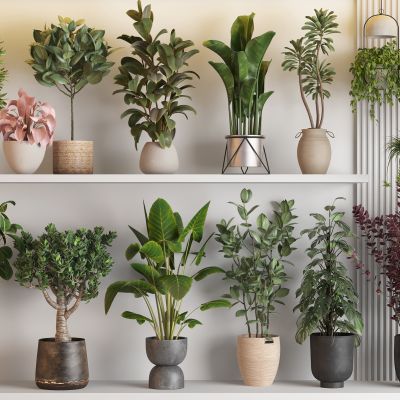 现代绿植盆栽组合