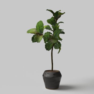 现代大叶盆栽盆景