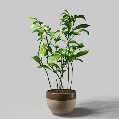 现代陶土花盆绿植白花发财树盆栽