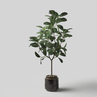 现代盆栽发财树
