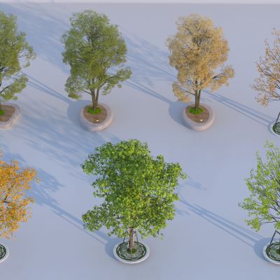  现代乔木景观树 