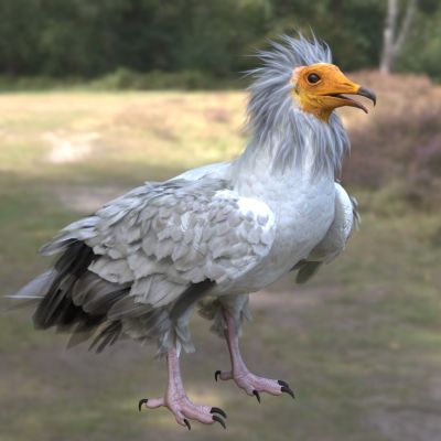 埃及秃鹫动物生物