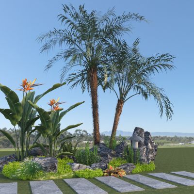 现代庭院景观热带植物 