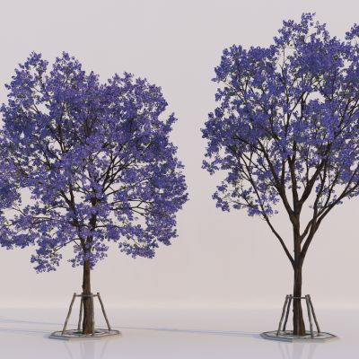 现代乔木 蓝花楹 风铃木 景观树 行道树 樱花