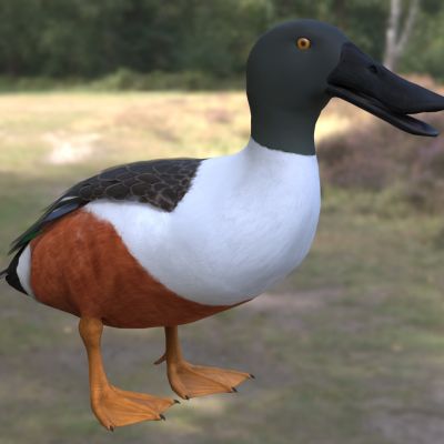 琵嘴鸭铲土鸭宽嘴鸭动物生物