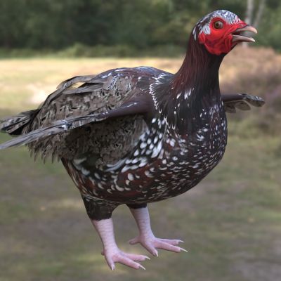 岩雷鸟雪鸡动物生物