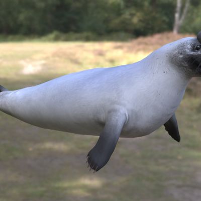 冠海豹动物生物