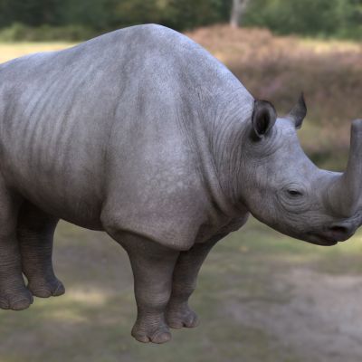 双巨角犀牛动物生物