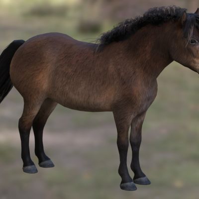 埃克斯穆尔矮马动物生物3D模型