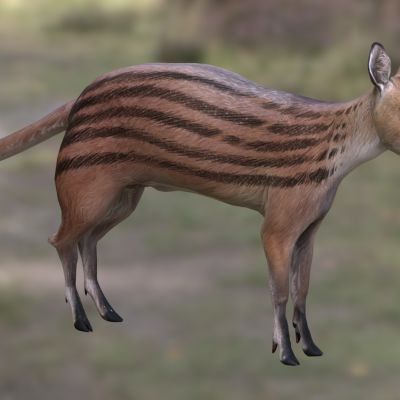 异足中新豚兽动物生物