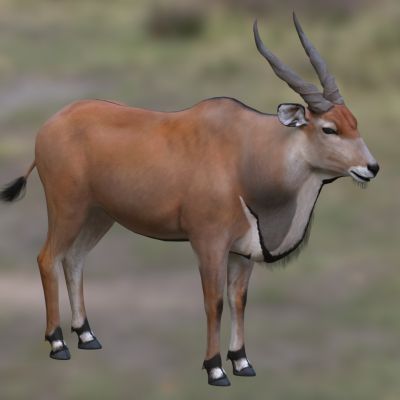 非洲大羚羊伊兰羚羊巨羚大角斑羚动物生物3D模型