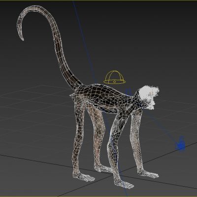 白腹蜘蛛猴动物生物