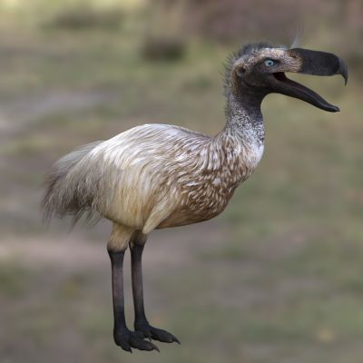 凯伦肯恐鸟动物生物3D模型