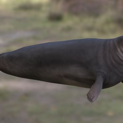 髭海豹须海豹胡子海豹动物生物