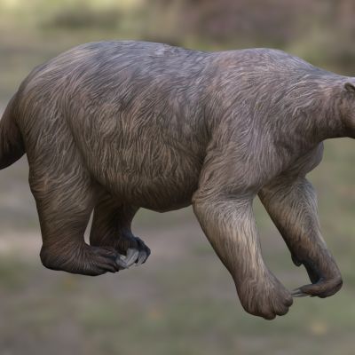 美洲树懒动物生物