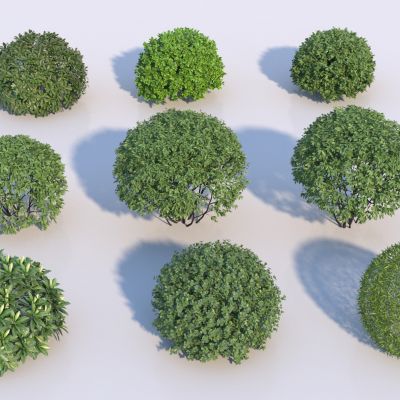 现代球形灌木组合