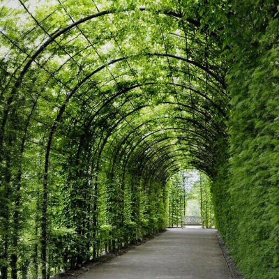 现代花架葡萄架