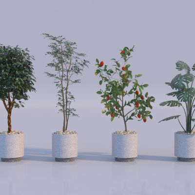 现代植物盆栽组合