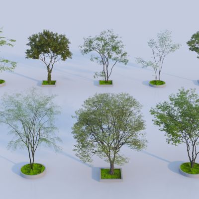 现代景观树 