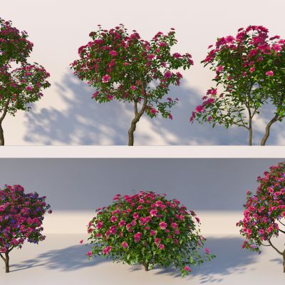 现代三角梅灌木