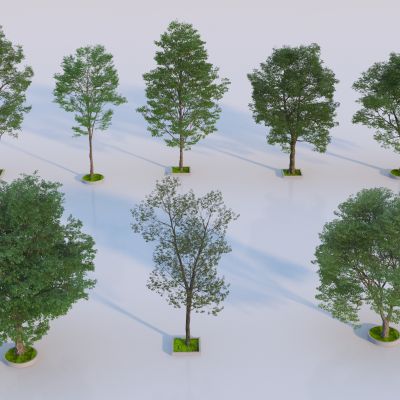 现代景观树 