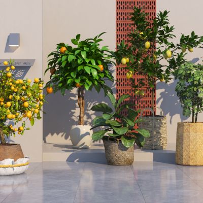 现代植物盆栽盆景 