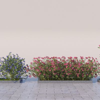  现代三角梅灌木 