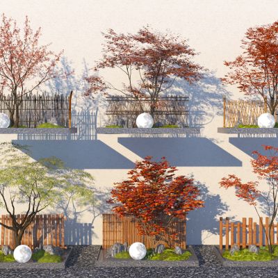 现代乔木红枫 鸡爪槭