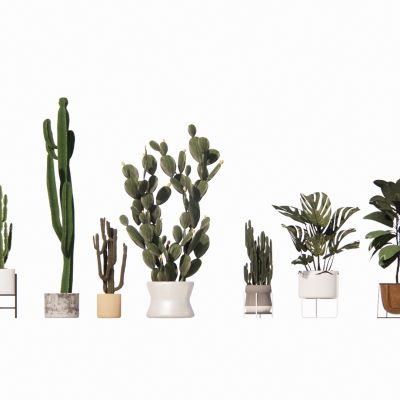 盆栽_仙人掌_橡皮树 热带植物