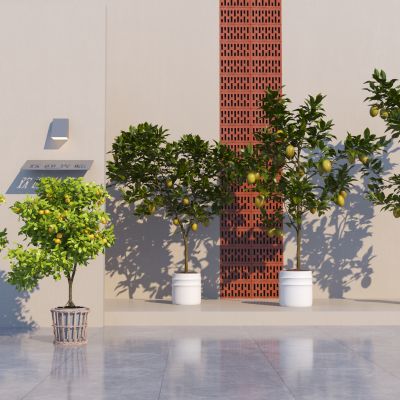 现代水果树 柚子树