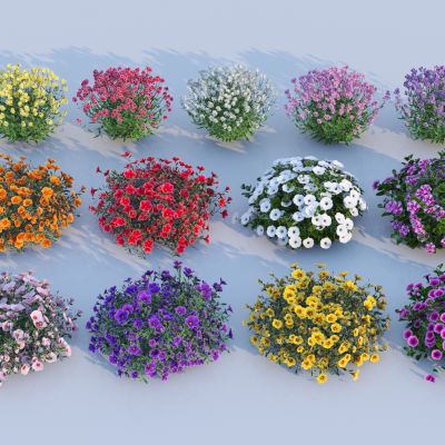 现代植物花草组合