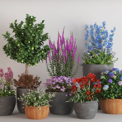 现代绿植盆栽组合