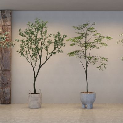 现在绿植盆栽 小细叶