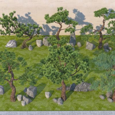 中式罗汉松景观植物乔木 观赏树松树造型树 石头盆景盆栽