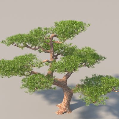 现代松树 景观树