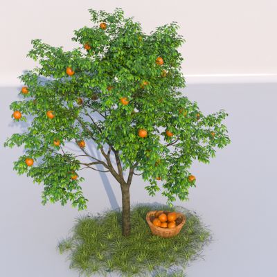 现代桔子树 