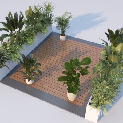 现代植物组合 热带植物