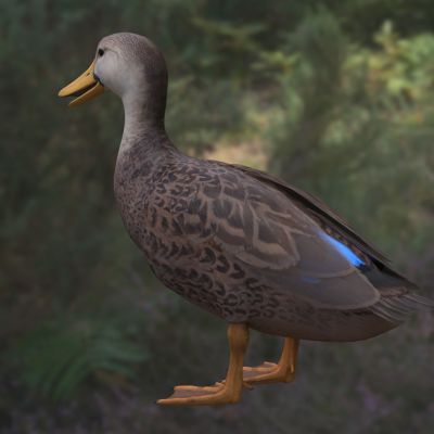 斑背鸭 mottled duck 鸭科鸭属北美水鸭湿地鸟类观赏水禽